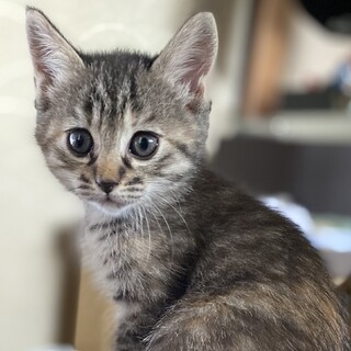 甘えん坊でとっても賢い女の子です