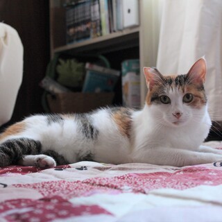 甘えん坊の三毛猫の里親さん募集