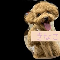 きなこ