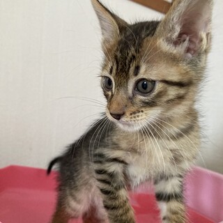 ミルオくん　特技は甘え上手なスマート男子