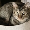 9ヶ月明るく穏やかシュガー君