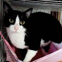 【のみお】おかげさまで里親様が決まりました。