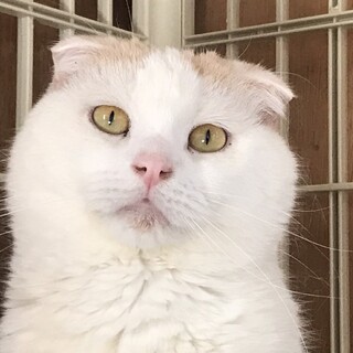 センター引き出し、飼い主死亡のスコ５才