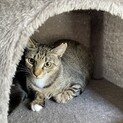 キジシロソックスおすましリズちゃん