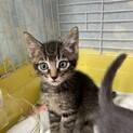 ホイップ君2ヶ月弱、男の子