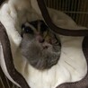 ばかもじゃ