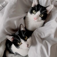 ペットのsunnyとmoon