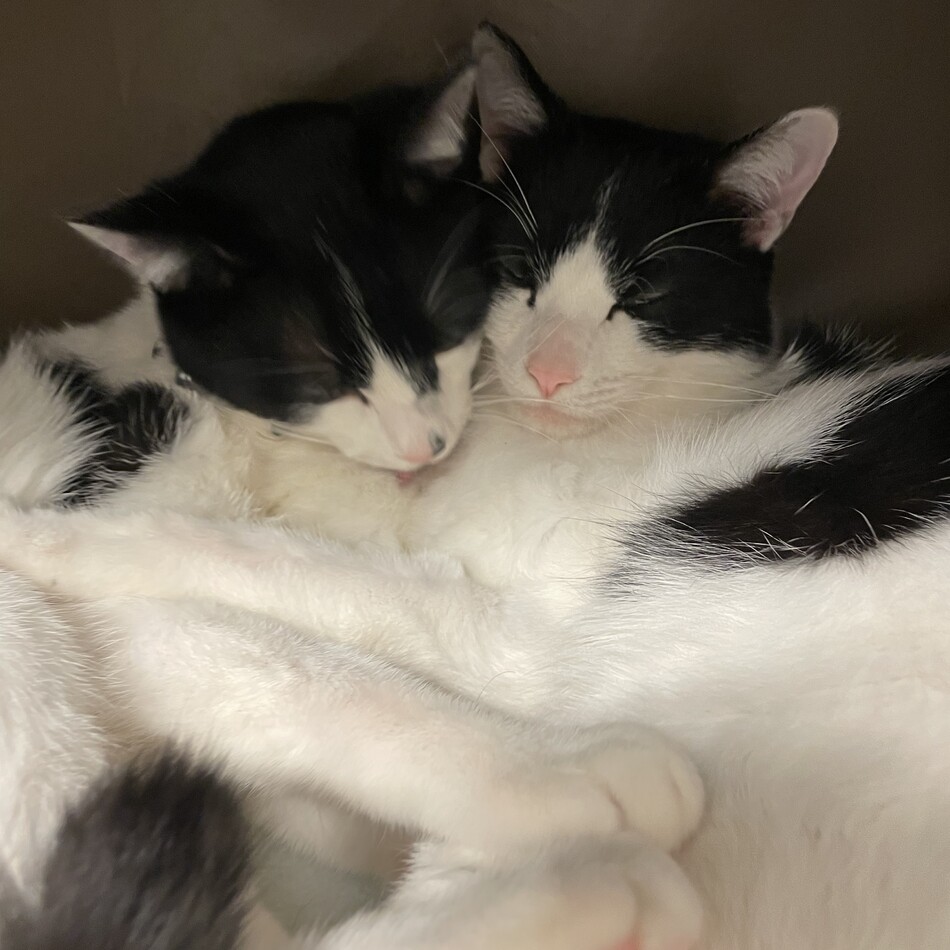 ペットのsunnyとmoonのカバー写真