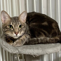 保護猫の譲渡会in横浜 サムネイル2