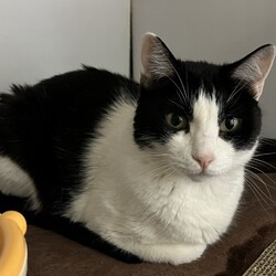 保護猫の譲渡会in横浜 サムネイル3