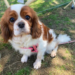 ☆まりぃちゃん☆里親さま決定☆