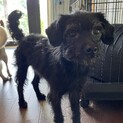 珍しいプードルMIX犬　美人さんです！