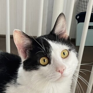 レスキュー猫♂オペラ　大人しくてビビり