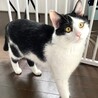 レスキュー猫♂オペラ　大人しくてビビり サムネイル2
