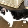レスキュー猫♂オペラ　大人しくてビビり サムネイル5
