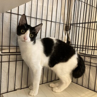 身体小さめなハチワレ男子【大福】