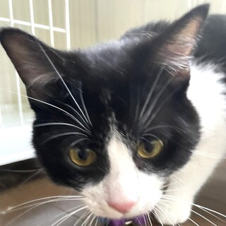レスキュー猫♂ルナ　大人しくてビビり