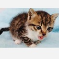 小さい子猫！温かい家族を待ってます！