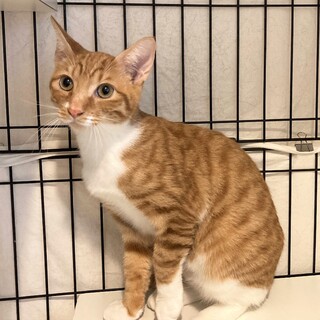 【きなこ】元気いっぱい！ネコも人も大好きな男の子