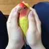 シャケ