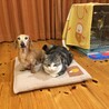 オス達