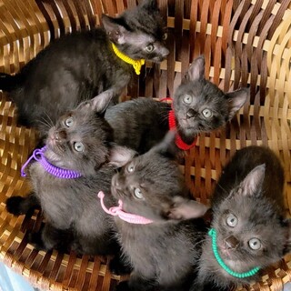 可愛い仔猫兄弟なす君うこん君ささ君