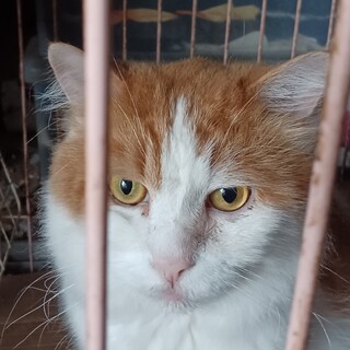 センター引き出し、８才のスコxメインクーンMIX