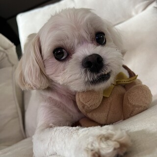 ペキニーズとトイプードルのミックス