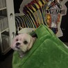 ペキニーズとトイプードルのミックス サムネイル3