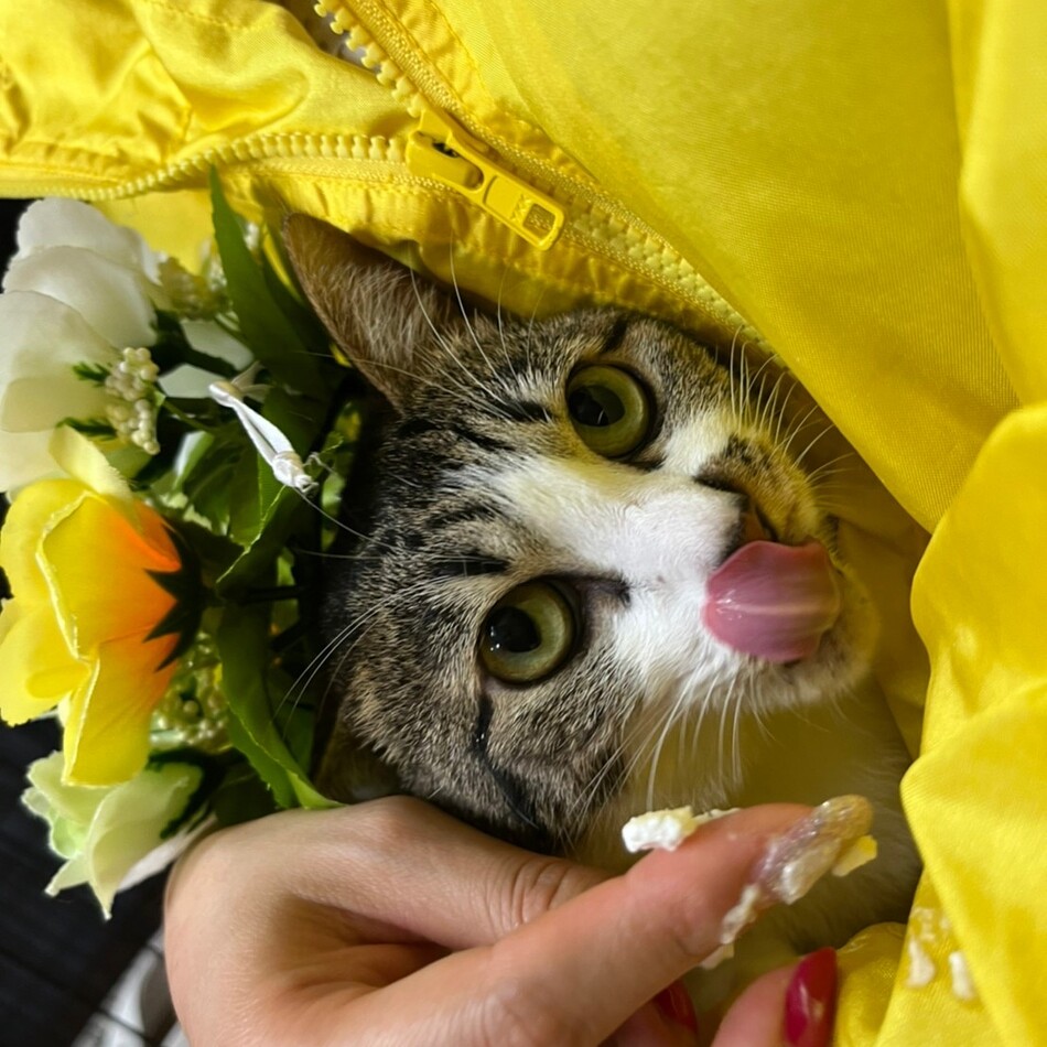 もえぎのカバー写真
