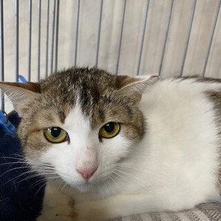 子育てを頑張ったお母さん猫