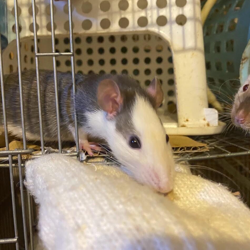 イチゴ＆チャドのカバー写真