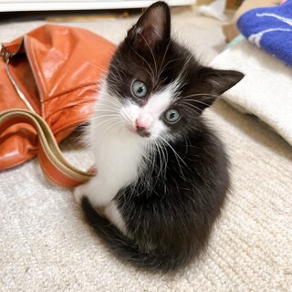 【一時停止】5/1生まれ☆4兄妹☆コテツ♂