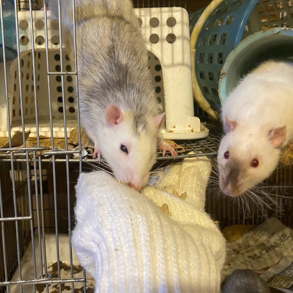 Soy★ ＆ Clove★のカバー写真