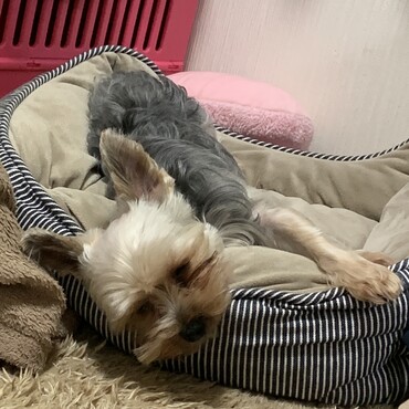 ミグちゃん元気玉送るよ！！