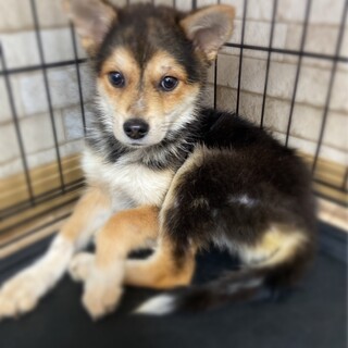 大人しい女の子✴︎キキの家族を探してます。