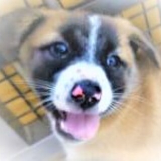 165 ◆可愛い子犬◆家族に迎えませんか？