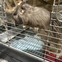 デグー ブルー ♀1歳