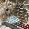 デグー ブルー ♀1歳 サムネイル2