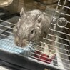 デグー ブルー ♀1歳 サムネイル3