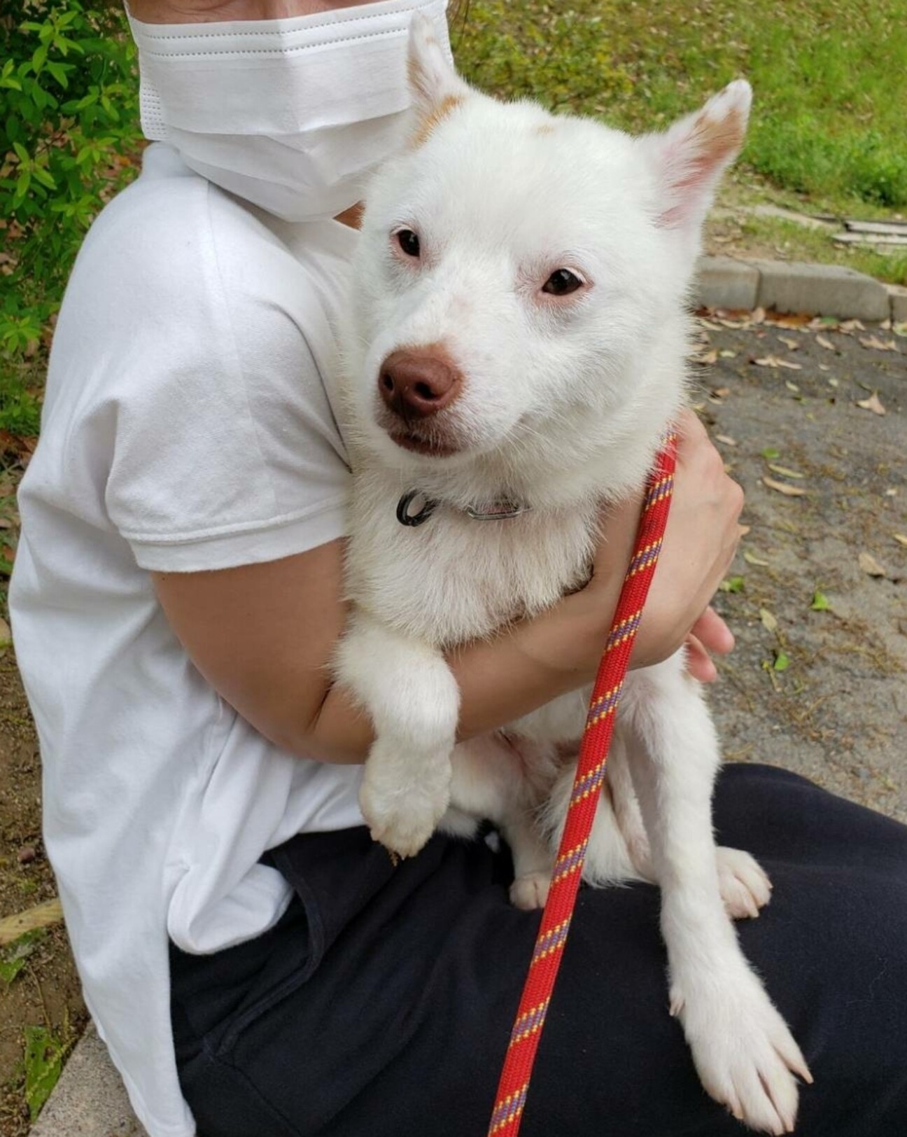 Pearl Diver カウチン アラスカ 犬ぞり ホワイト 裏地付 タロン 小さめ中型mixの白犬ウル君」岡山県 - 犬の里親募集(414996) :: ペット