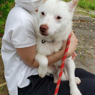 小さめ中型mixの白犬ウル君