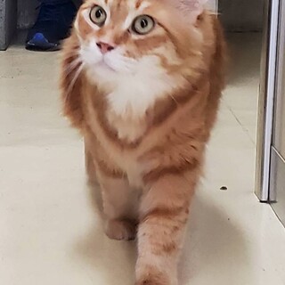 懐こい茶トラくん。