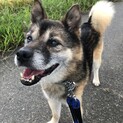 ダリ君トライアルが決まりました