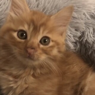 可愛すぎる茶トラの長毛猫☆レオ君❣️