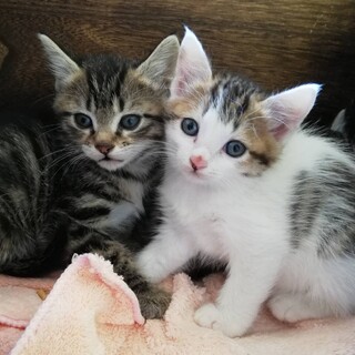 生後２ヶ月可愛い子猫３匹