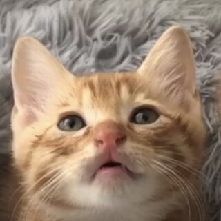 少したれ目で甘えたな茶トラの仔猫☆ちゃちゃ君❣️