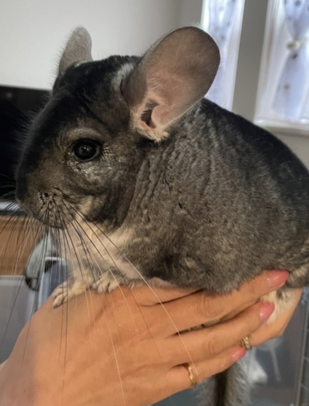 [募集一時停止します]チンチラの男の子(1歳) サムネイル1