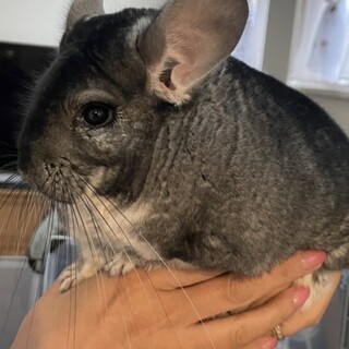 [募集一時停止します]チンチラの男の子(1歳)