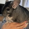 [募集一時停止します]チンチラの男の子(1歳) サムネイル1